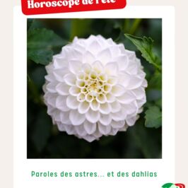 Les astres vous soufflent quelques conseils pour ce début d'été ! 💐

Et si on allait voir ensemble ce qu’ils vous réservent ? 💫

Pour ma part, le mois sera placé sous le signe du relationnel avec les clients, les livreurs et même les tournesols 😅

Et vous, quel est votre signe ?
Dites-le moi en commentaire et mentionnez un autre professionnel pour comparer vos prédilections florales 😉

Vic' 😜

#horoscopefleuriste #astrofloral #fleuristes  #professionnelsduvegetal #grossistefleuriste #fournisseurfleuriste #grossistepro #renauddistribution