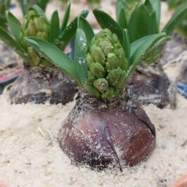 Les voilà qui font enfin leur grand retour...
Les jacinthes sable 🫶
‌

On vous en dit un peu plus ? ⤵️

Elles sortent d’abord doucement le nez de leur bute ensablée, puis reprennent tranquillement leur croissance sous serre (pour donner un joli teint vert à ses jeunes feuilles).

Contrairement à toutes les autres, les jacinthes sable n'ont pas besoin d'un passage en chambre froide. Leur période de dormance s'effectue en douceur, aux frais en extérieur dans le sable. Ce savoir-faire traditionnel, s'est malheureusement peu à peu perdu au fil du temps. Il nous tient à cœur de pouvoir vous le proposer chaque année, et porter aux yeux du plus grand nombre cette technique si spécifique au métier de l’horticulture 🪴.
‌

Résultats :
• Une plante plus trapue 💪
• Des fleurs plus compactes et volumineuses 🌸
• Des couleurs plus vives 🎨
• Une floraison plus longue ⏱️
➡️ Et elles sont toutes exclusivement issues de production française
‌

Qu'est-ce que vous attendez pour craquer ? 😉
A retrouver des à présent dans vos cash
‌

#jacinthesfrance #bulbedenoel #grossisteplantes #jacinthe #hyacinthe #productionfrancaise