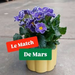 MATCH DU MOIS 🌸

Swipez à droite pour ce duo qui fait déjà battre nos cœurs…

🌼 Primevère (Miss Mars 2026)
+
💛 Cache-pot forme corolle Zestia by @renaudhorticash.fournitures

Une rencontre évidente :
La douceur colorée de la primevère 🌸
+
Les courbes pétillantes du cache-pot Zestia 🌼
= Un match frais, lumineux et 100% bonne humeur pour lancer le printemps !

On adore :
✨ Sa forme corolle ultra tendance
✨ Son coloris solaire qui booste les ventes
✨ Le combo parfait pour une mise en avant de saison

Alors, on valide le match ? ❤️