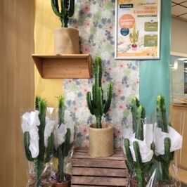 🌵 Ça va piquer… mais pas comme vous pensez

Du 1er au 7 juillet 2026, c’est la semaine cactées & succulentes ☀️

Une offre “succulente” vous attend dans vos cashs et sur le web ! 👀
🎁 Une euphorbe offerte* (la plante qui a du caractère)

On vous avait prévenu…ça va piquer
Mais uniquement votre curiosité 😏

Rendez-vous dans vos cashs ou sur le web (lien en bio) 🖥️
*selon conditions cashs & web

#Fleuristes #Plantes #Fournisseur #Euphorbe #Cactees #Succulentes