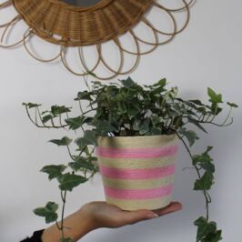 Nouveauté - Vannerie 🧺

Le Solaya fait son entrée dans notre sélection de cache-pots en vannerie.

Disponible en 2 coloris et 3 tailles, il y en a pour tous les goûts 😉

Parfait pour habiller vos plantes en ce début de printemps !

À retrouver en magasins et sur le web 🖥️ (lien en bio)

#Vannerie #CachePot #RenaudHorticash #Contenant #GrossisteFleuriste