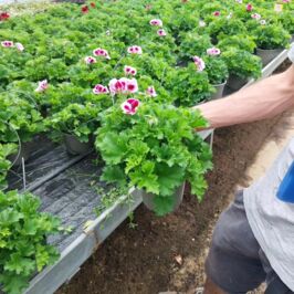 🌿 Direction les serres de nos producteurs français 🇫🇷
‌

Emma est de retour sur le terrain 👩‍🌾
Au programme : suivi de production, échanges avec nos horticulteurs partenaires et découverte des pépites de printemps qui arrivent très bientôt chez vous 🌸
Osteospermum, bacopa, fuchsia, pelargonium, verveine, nemesia… des variétés sélectionnées avec soin, cultivées en France, et pensées pour répondre aux attentes des pros du végétal (et de leurs clients) 🌼
‌
Chez Horticash, on croit profondément à la force du local :
👉 soutenir nos producteurs français
👉 garantir fraîcheur et qualité
👉 valoriser un savoir-faire horticole reconnu
‌

Bonne nouvelle 👇
Ces produits sont disponibles :
💻 en ligne
🏬 et dans vos cash
‌
Et ça tombe parfaitement bien… c’est l’opération “Du soleil dans vos cash” cette semaine ☀️
‌

Restez connectés, les stars de la Fête des Mères et leur doux parfum sont sur le point de faire leur retour… 👀
Vous avez devinez de qui on vous parle ?
‌

#Horticash #ProductionFrançaise #FleursDePrintemps #Horticulture #GrossistePlantes
