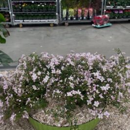 Bon plan en cours chez Renaud Horticash

Aujourd’hui, on met à l’honneur la Coupe Rosavie 💚

Une forme arrondie qui apporte du volume avec un effet rainuré, en 3 coloris : jaune, rose et vert 🌈

Et ce n’est pas fini…. Rosavie, c’est aussi des cache-pots et des jardinières

Mixez les modèles et les couleurs, pour créer des compositions ou pour accompagner vos plantes et obtenez un rendu qui ne passera pas inaperçu ✨

Comme vous savez votre fournisseur adore vous gâter…

Alors c’est le moment  de profiter de -30% de remise sur toute la gamme 😍

Uniquement chez Renaud Horticash sur le site web et en magasin 💻🛒 (lien en bio)

Trop hâte de voir vos créations 😊

Victoire

#Contenant#GrossisteFournisseur
#contenantplastique