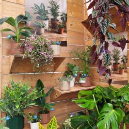 🌿 EN SEPTEMBRE, ON SE MET AU VERT ! 🌿

Pour la rentrée, les plantes vertes envahissent nos vitrines ! 🪴✨

Une belle dose de verdure pour vous inspirer et vous donner plein d’idées pour aménager et dynamiser vos boutiques… et surtout ravir vos clients pour la rentrée ! 💚

Du feuillage, des volumes, des ambiances végétales et de quoi créer des espaces qui donnent envie de pousser la porte de votre magasin. 🌱

👉 Venez découvrir nos inspirations de rentrée et faites entrer le végétal dans votre boutique !

📍 Angers - Nantes - Rennes & Web 💻

#Végétal #PlantesVertes #Rentrée #Inspiration #Commerce