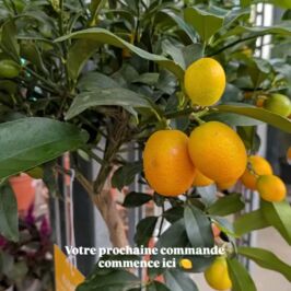 Précommande Agrumes 🍋☀️

Il y a des saisons qu’on attend avec impatience… et celle des agrumes en fait clairement partie 😍

On ne va pas se mentir, dès qu’ils arrivent, c’est le soleil qui entre dans nos cashs et dans vos magasins ☀️
De la couleur, des parfums et ce petit air de dolce vita qu’on adore partager avec vous !

Dispo en précommande cette année :

🍋 Main de Bouddha - l'agrume spectaculaire autant pour son look que pour son parfum
🍋‍🟩 Citronnier Caviar - celui qui fait toujours “waouuuuh” lorsqu’on le coupe
🍋 Citronnier Yuzu - l'acidulé, le vif, impossible à ignorer
🍋‍🟩 Lime rouge - un citron vert… qui a pris un peu trop le soleil 😄, entre citronnier/mandarinier, il est parfait en jus, cocktails et desserts
🍊 Arcobal - un vrai coup de coeur visuel avec sa peau zebrée, aussi bon frais que dans les desserts, confitures… ou même en cuisine salée

On comprend vite pourquoi on les aime autant chaque année !

La précommande est ouverte jusqu'au 14 septembre… foncez vite avant qu’il ne reste que les zestes 😜 (lien en bio)

À vous la dolce vita ! ✨

#agrumes #grossisteplantes #citron #fleuriste #fournisseur