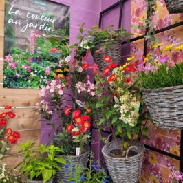 De la couleur, encore de la couleur, toujours de la couleur 🌈
(et franchement… on ne s’en lasse pas)

L’été arrive, les jardins fleurissent… alors on a eu envie de faire pareil dans nos 3 cashs plantes ! 🌱

Découvrez nos nouvelles vitrines “La couleur au jardin” et une bonne dose d’inspiration pour vos boutiques !

Au détour des allées, vous trouverez lupins, lavandes, sauges, coreopsis à mélanger, associer et détourner selon vos envies !

Bref, de belles nouveautés végétales, prêtes à rejoindre vos boutiques 🌸

On vous attend pour faire le plein d’idées et repartir avec quelques coups de cœur d’été… (on ne promet rien… sauf que vous ne repartirez pas les mains vides 😉)

#Plantes #Fleuristes #Jardinerie #Jardin #Horticulture