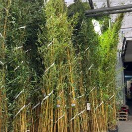 Petite commande spéciale 👀🌿

40 pots de bambous hyyyyyyper grands
(genre vraiment, vraiment grands 😂) ont débarqué au Cash d’Angers 📍

Et on ne va pas vous mentir, ça en impose ! 👀

Mais les demandes qui sortent des sentiers battus, c’est aussi notre terrain de jeu favori 😏

Demandes spéciales, projets un peu fous ou produits d’exception : on fait notre maximum pour trouver LA solution qui fera waouh 😎

#Bambou #Vegetal #Fournisseur #Plante #PlanteVerte