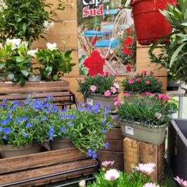 Cap au Sud ☀️

Un air de méditerranée souffle dans nos cashs de Nantes, Angers et Rennes💨

On vous emmène pour une escale provençale avec une sélection de végétaux de caractère.

Au programme de cette escale 🌻 :
Les couleurs éclatantes des Bougainvilliers, des Dipladénias déjà prêts à illuminer vos extérieurs, des Polyganas pour apporter douceur et légèreté, sans oublier les indétrônables Oliviers, véritables icônes de la Provence.

Une immersion complétée par d’autres pépites fraîchement débarquées à découvrir lors de votre visite.

L'été n'attend pas, alors embarquez avec nous direction le soleil 😉

Choisissez vos coups de cœur dans nos cashs ou sur le web (lien en bio) !

#Nantes #Rennes #Angers #ProDuVegetal #ArrivageVegetal #Pepiniere #JardinProvencale #Plante