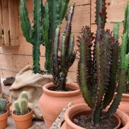 🌵 Elles demandent peu d’eau, beaucoup d’amour… et elles ont envahi nos vitrines !

Des formes étonnantes, des silhouettes graphiques, une multitude de textures… Il y en a pour tous les goûts (et rassurez-vous, elles ne piquent pas toutes 😉)

Des plus classiques aux plus insolites, les plantes grasses sont à l’honneur dans vos cashs ce mois-ci.

Et vous, vous êtes plutôt Echeveria, Crassula, Aloe ou Cactus ? 🌵💚

Trouvez les variétés qui feront craquer vos clients cet été dans nos cashs ou sur le web ☀️ (lien en bio)

#Jardinerie #Fleuriste #PlantesGrasses #Succulente #ProfessionnelDuVegetal