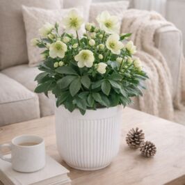 Nouveauté - Cache-Pot Stria 🪴

Envie d’une ambiance cosy dans vos boutiques ?

Découvrez Stria, notre cache-pot qui mettra naturellement vos plantes de saison en valeur 🤩

Disponible en plusieurs tailles et coloris pour proposer un joli choix à vos clients.

À retrouver dans vos cashs et sur le site web (lien en bio)✨

#CachePot #FournituresFleuristes #GrossisteVégétal #AccessoiresFleuristes #ProDuVégétal