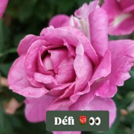 Alerte Coup de Cœur Fête des Mères 🌹

La Team Rosiers vient d’arriver en cash… et franchement, difficile de choisir notre préféré 👀

Des couleurs éclatantes, une floraison au top et des variétés qui vont clairement faire craquer pour la fête des mères 💝

👉 Alors, quel rosier avez-vous screené ?
Dites-nous en commentaire 👇

Et pour découvrir toute la sélection, rendez-vous dans vos cash Horticash 🌿💚

#Horticash #Rosiers #FêteDesMères #Arrivage #FlowerLove