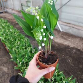 Plus que quelques jours avant de retrouver l’odeur envoûtante de la plante reine du mois de mai :
Le Muguet 👑

Regardez-moi comme ils sont beaux tous ces petits pots 🥰🌱
Feuillage fourni, et premières clochettes qui se colorent doucement de blanc 🤍
Et TOUS issus exclusivement de production française 🇫🇷 !

⚠️ Toute dernière ligne droite pour faire votre précommande sur horticash.com ! 
(Vous avez jusqu’au 23 avril, après il sera trop tard ⏰️)

#Muguet #1ermai #productionfrançaise  #GrossistePlantes #paysdelaloire