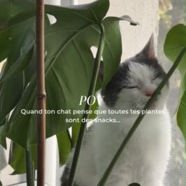 Alerte cohabitation ! 🐶😺
Qui n’a jamais surpris un chat en pleine dégustation de feuilles ? 😅

Spoiler Alert : Ce n’est pas toujours une bonne idée !

Heureusement, il existe des plantes Pet Friendly qui permettent de faire cohabiter végétaux et boules de poils ! 🐾💚

On sait que vos clients sont de plus en plus nombreux à vous poser la question. C’est exactement pour ça qu’on vous a préparé une sélection de plantes adaptées : Davallia Tyermannii, Hoya Carnos, Maranta Fascinator, Calathea, Pilea….

Une vraie bonne nouvelle pour tous les amoureux des plantes et des animaux, non ? 😏

Vous avez déjà une plante Pet Friendly préférée ?
Dites-nous laquelle en commentaire ! 🌿

#Plantes #Fournisseur #Fleuriste #PetFriendly #PlanteVerte