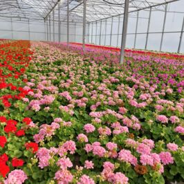 Chez Horticash, en tant que grossiste depuis plus de 30 ans, on a à cœur de travailler main dans la main avec des horticulteurs français passionnés 💚.

La semaine dernière, Emma est partie à la rencontre de plusieurs de nos producteurs partenaires. 
Au programme : visites d’exploitations, suivi de production, échanges sur les cultures en cours… et bien sûr, découverte de vos futures pépites 🌱✨.

Ces visites sont essentielles pour :
🪴 Garantir la qualité et la régularité de nos approvisionnements.
🪴 Sélectionner les meilleures variétés pour vous.
🪴 Soutenir et valoriser le savoir-faire horticole français.
🪴 Construire des relations durables avec nos partenaires.

Travailler avec les producteurs français, c’est faire le choix de la proximité, d’un engagement commun pour un végétal responsable.

Alors, hâte de découvrir toutes ces beautés printanières dans vos cash et sur internet ? 👀🌿