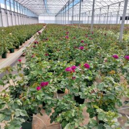 Spoiler : vos clients vont voir la vie en rose 👀

Emma est passée faire un tour chez l’un de nos producteurs français, spécialiste du rosier 🇫🇷🌹

Verdict ? Des rosiers au stade parfait de floraison… difficile de faire mieux pour vos boutiques !

Chez Horticash, on ne plaisante pas avec le végétal : sélection, timing, qualité… on est là pour vous proposer le meilleur, au bon moment 💚

👉 Swipez pour voir ces rosiers qui vont clairement faire tourner des têtes (les notres, c’est déjà fait 😏)

#Horticash #Rosiers #ProducteursFrançais #ExpertVégétal #FlowerLove