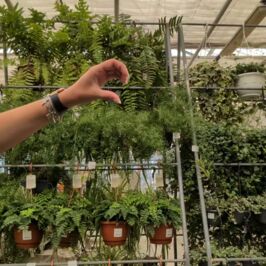 Quand la trend du moment passe par chez nous, elle finit forcément avec une petite plante dans les mains 🌱

Après la plante chauve-souris, place à la plante araignée 😏

Derrière ce drôle de nom se cache le Chlorophytum, ici présenté en suspension,
Un incontournable au feuillage panaché très décoratif, et connu aussi pour sa grande résistance !

À retrouver dans nos magasins et sur le site parmi une sélection de variétés suspendues dédiées aux amoureux du végétal 💚

#Plantes #Fleuristes #Vegetal #PlanteSuspendue