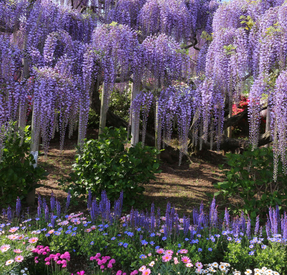 Les Chroniques du Jardin