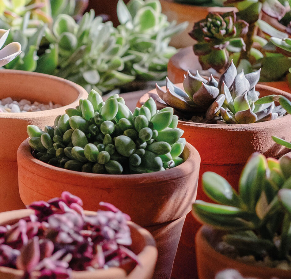 Collection de Plantes Grasses