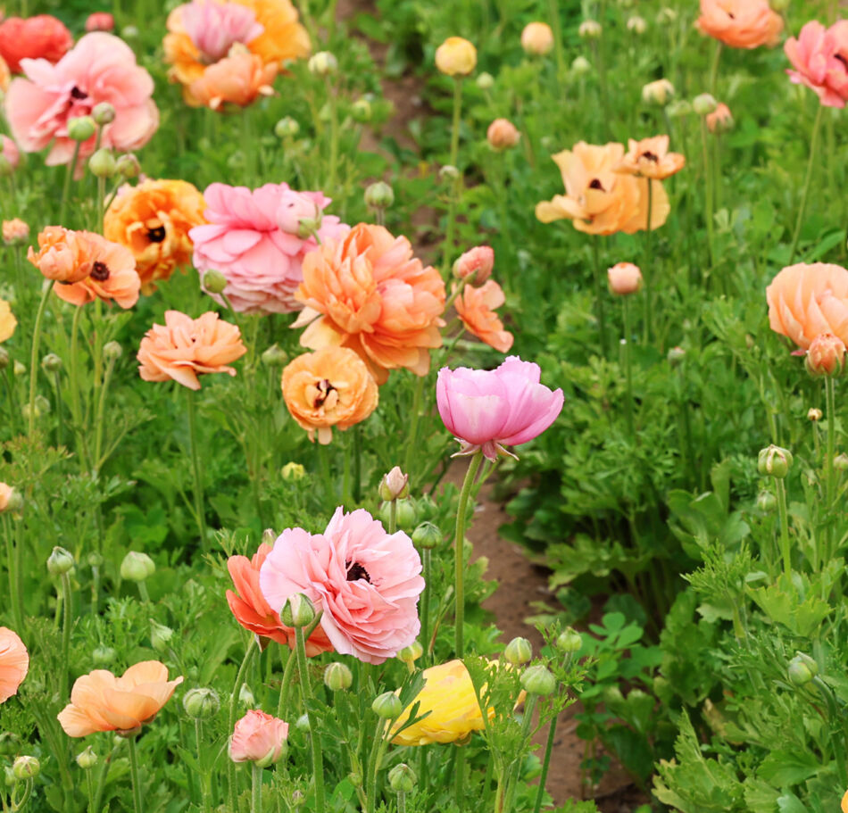 Bientôt le Printemps !