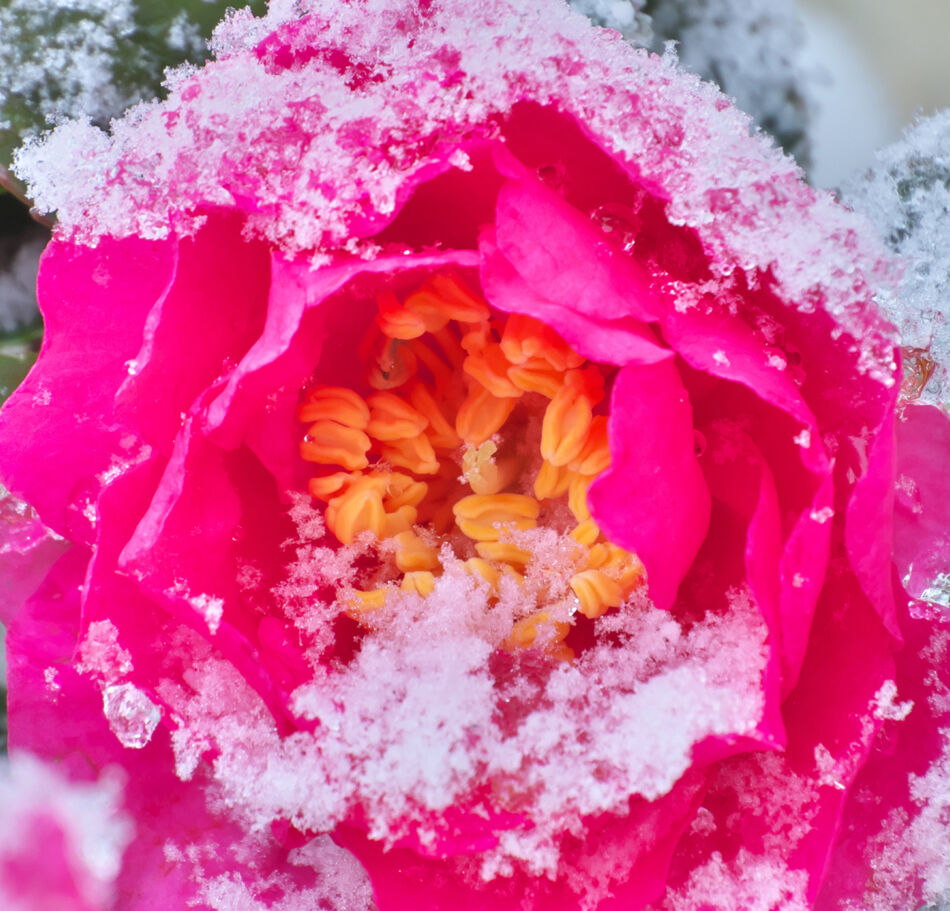 Les Stars de l'Hiver