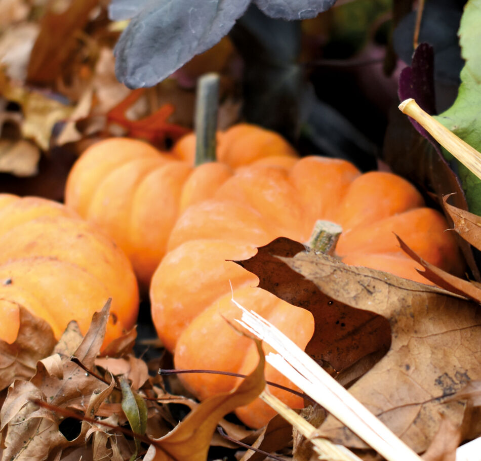 Automne & Coloquintes