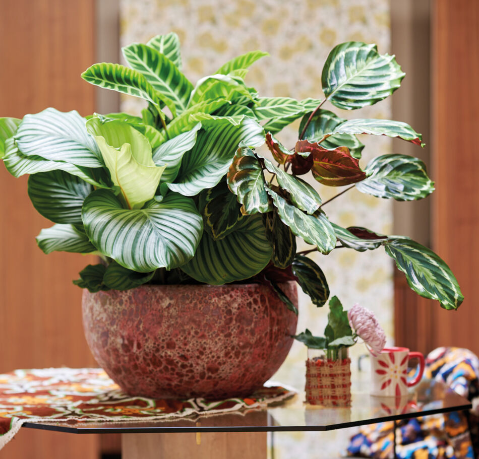 Novembre : Les Feuillages à Motifs