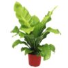image ASPLENIUM NIDUS