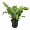 image ASPLENIUM NIDUS