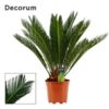 image CYCAS REVOLUTA