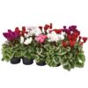 image CYCLAMEN MINI