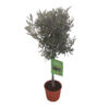 image OLEA EUROPEA TIGE
