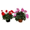 image GERANIUM ZONAL