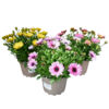 image OSTEOSPERMUM