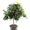 image CITRONNIER 1/2TIGE