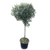 image OLEA EUROPEA TIGE