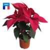 image POINSETTIA 5/6BR