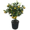 image CALAMONDIN TIGE