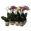 image PHALAENOPSIS 1BR