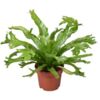 image ASPLENIUM NIDUS