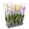 image PHALAENOPSIS 2BR EXTRA 16FL+