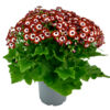 image CINERAIRE FLEURI 40/45CM