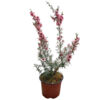 image LEPTOSPERMUM