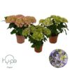 image HORTENSIA 5/6FL