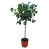 image CITRONNIER TIGE