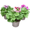 image PELARGONIUM GRANDIFLORUM