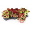 image COLEUS