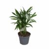 image CHAMAEDOREA ELEGANS