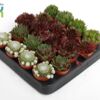 image SEMPERVIVUM VARIES