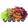 image COLEUS