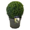 image BUXUS BOULE 30CM